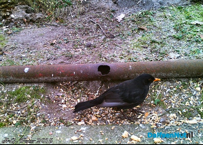 De gelukkigste muis van Dalfsen. - Foto: H.G. Foto
