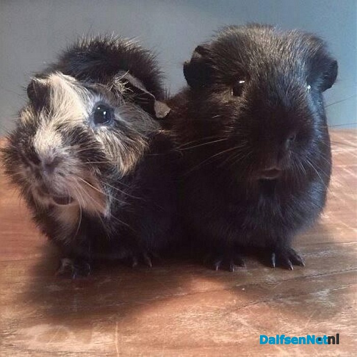 Cavia’s aangeboden