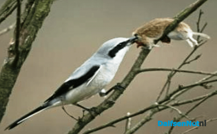 Klapekster waargenomen in Dalfsen