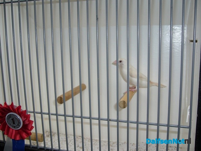 Lid vogelvriend Dalfsen: werelkampioen