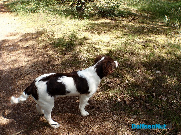vermissing hond
