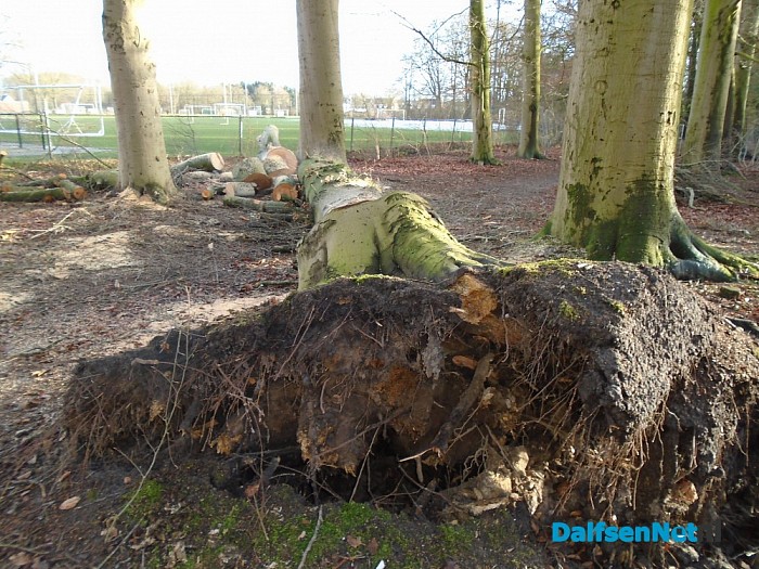 Beuk in moten gezaagd