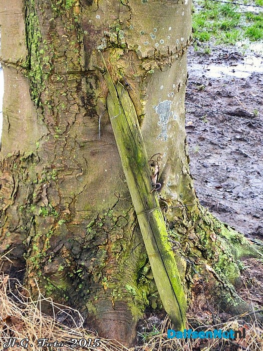 Geboorte van een paaltje. - Foto: H.G. Foto