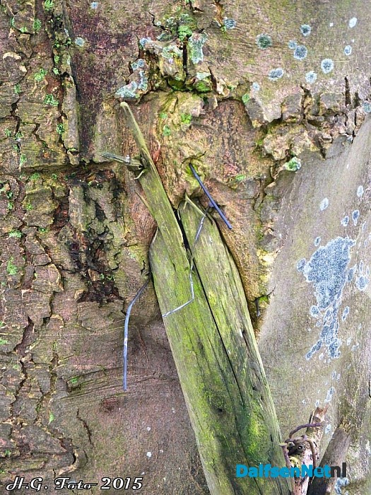 Geboorte van een paaltje. - Foto: H.G. Foto
