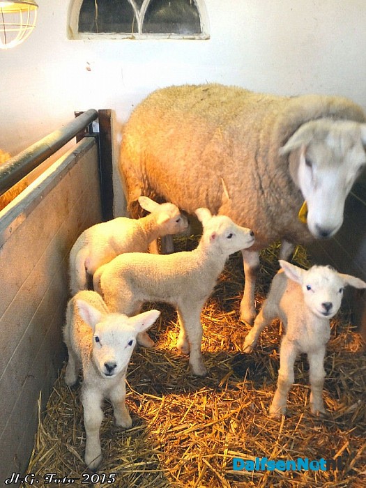 Vierling geboren in Oudleusen. - Foto: H.G. Foto