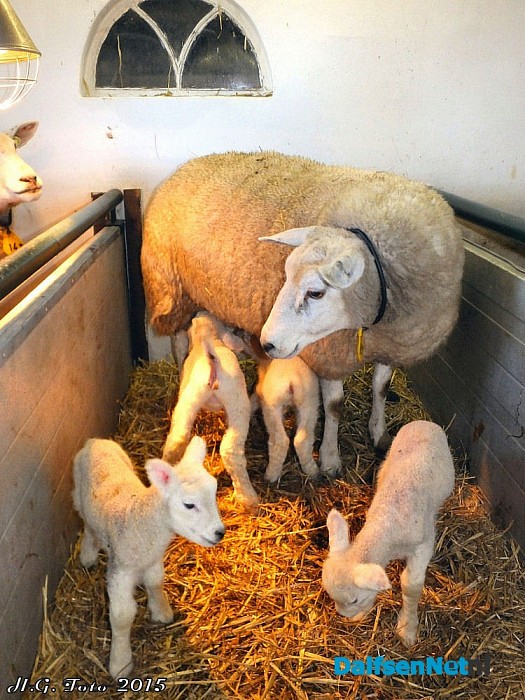 Vierling geboren in Oudleusen. - Foto: H.G. Foto