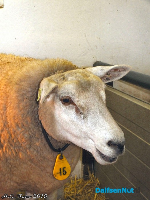 Vierling geboren in Oudleusen. - Foto: H.G. Foto
