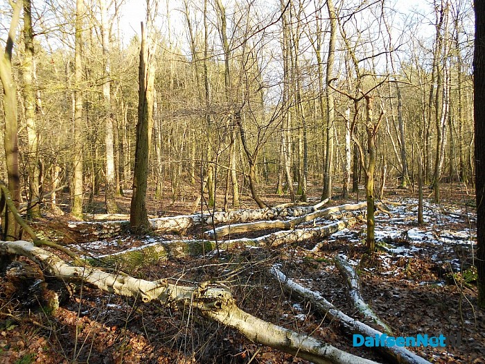 300 jaar Sterrebos: vandaag unieke wandeling!