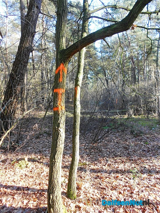 300 jaar Sterrebos: vandaag unieke wandeling!