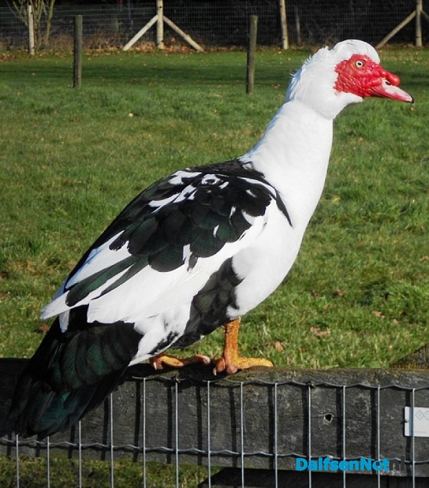 Natuurboerderij Lindehoeve op de schop