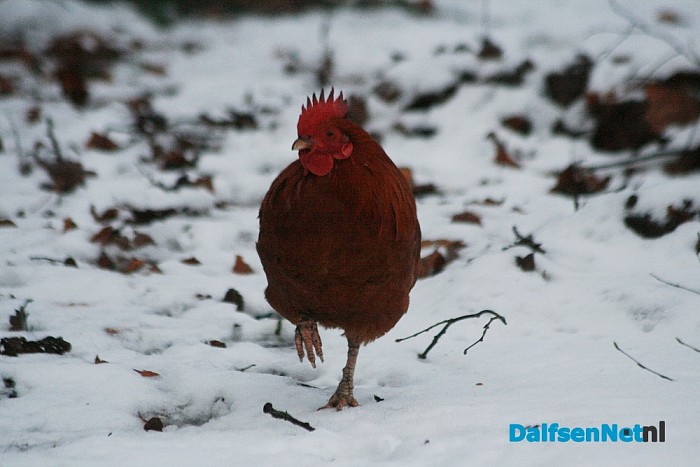 Haantje (‘aanloper’) wie mist haan?