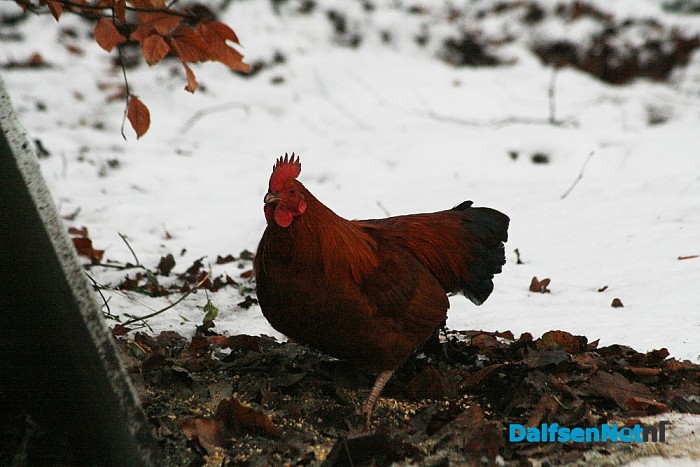 Haantje (‘aanloper’) wie mist haan?
