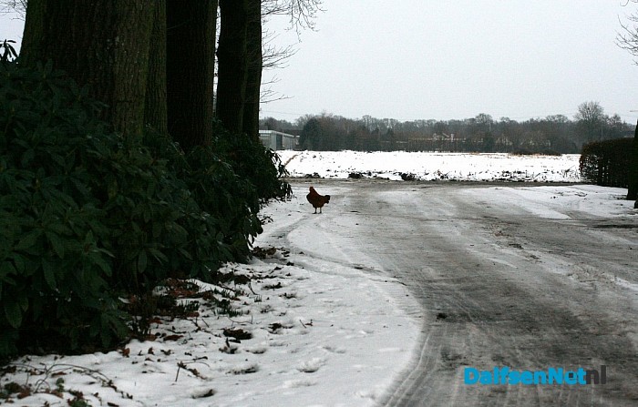 Haantje (‘aanloper’) wie mist haan?