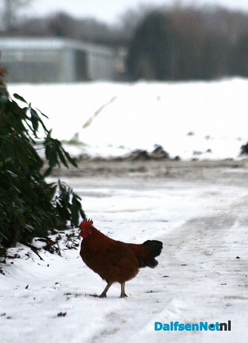 Haantje (‘aanloper’) wie mist haan?