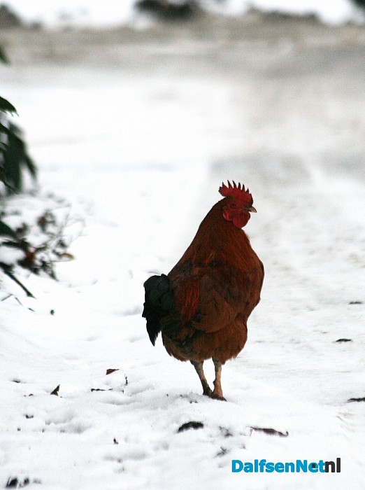 Haantje (‘aanloper’) wie mist haan?