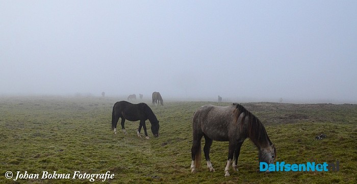 Mooie natuurfoto’s in de mist - Foto: Johan Bokma