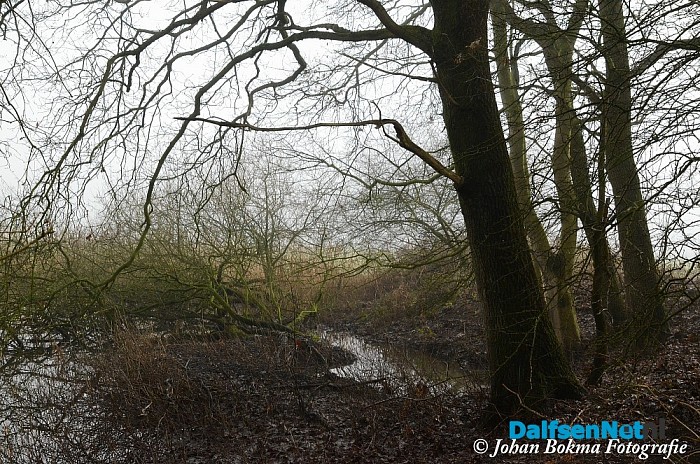 Mooie natuurfoto’s in de mist - Foto: Johan Bokma