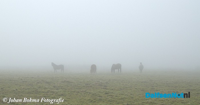 Mooie natuurfoto’s in de mist - Foto: Johan Bokma