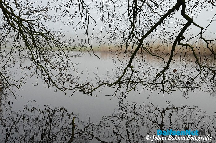 Mooie natuurfoto’s in de mist - Foto: Johan Bokma