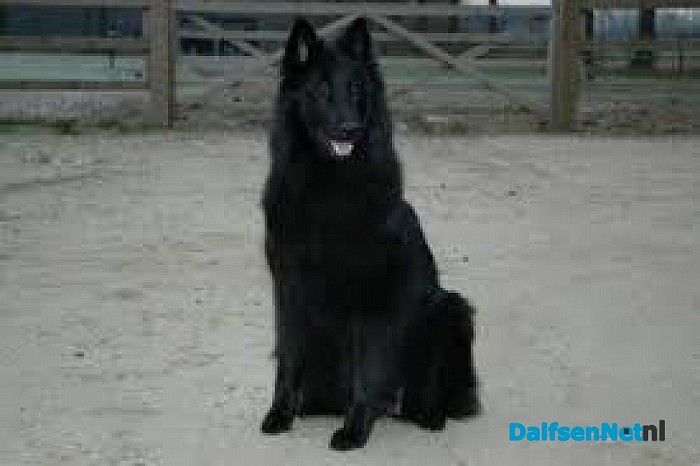 aanval op hond
