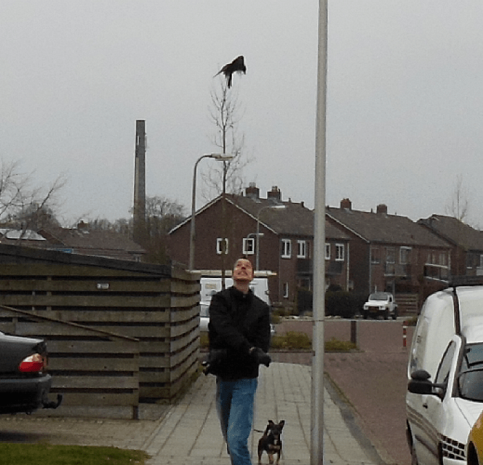 Aanvallende kraai Nieuwe uitleg - Foto: Eigen geleverde foto