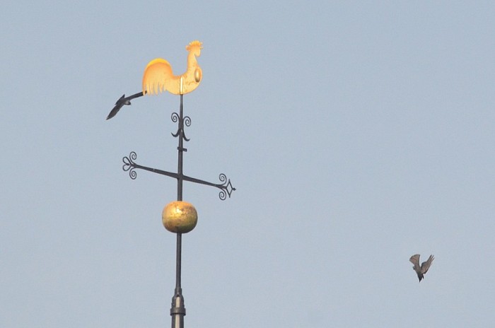 Vogelhumor - Foto: Lenze L