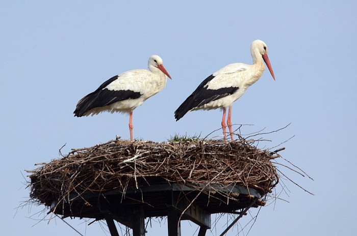 Vogelhumor - Foto: Lenze L