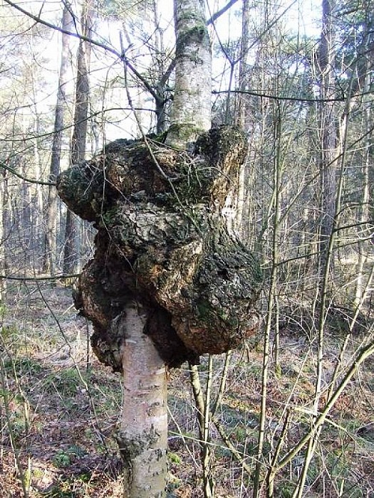 Hoe ver kan een berk dit aan - Foto: Wim