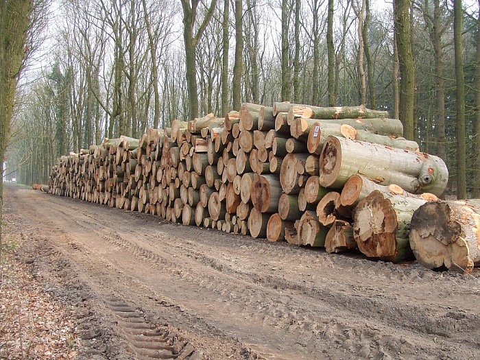 Alle hout is geen timmerhout - Foto: Wim