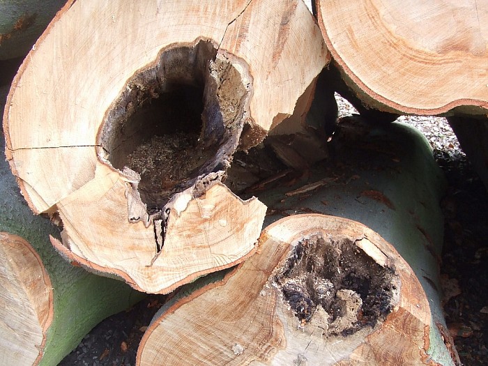 Alle hout is geen timmerhout - Foto: Wim