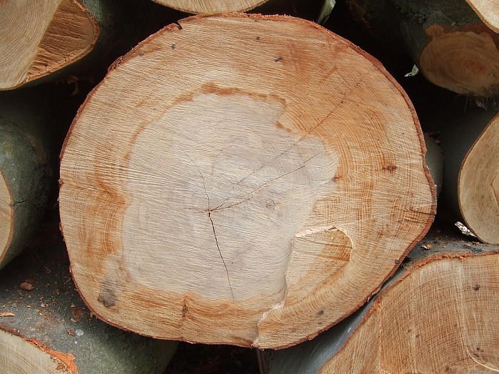 Alle hout is geen timmerhout - Foto: Wim