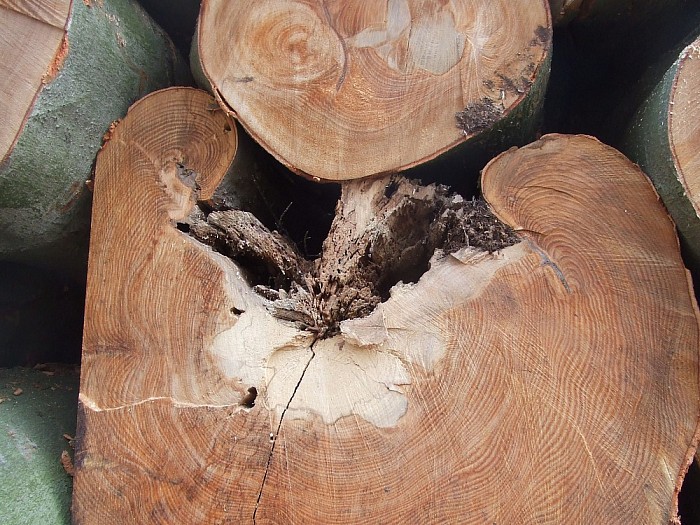 Alle hout is geen timmerhout - Foto: Wim