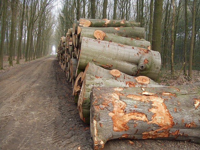 Alle hout is geen timmerhout - Foto: Wim