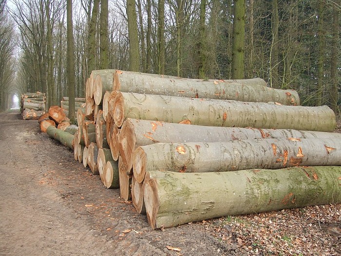 Alle hout is geen timmerhout - Foto: Wim