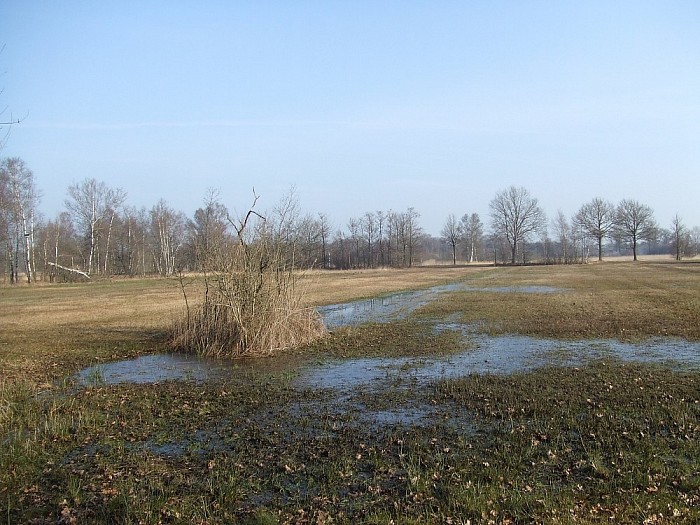 Een drassig natuurgebied bij Lemelerveld - Foto: Wim