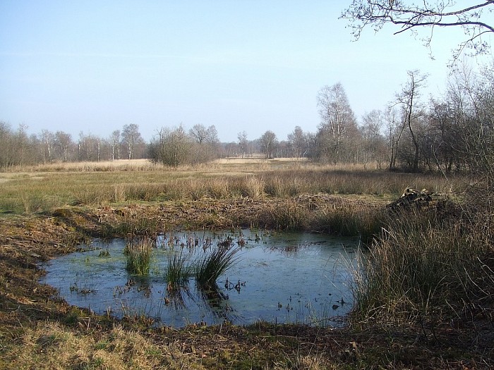 Een drassig natuurgebied bij Lemelerveld - Foto: Wim