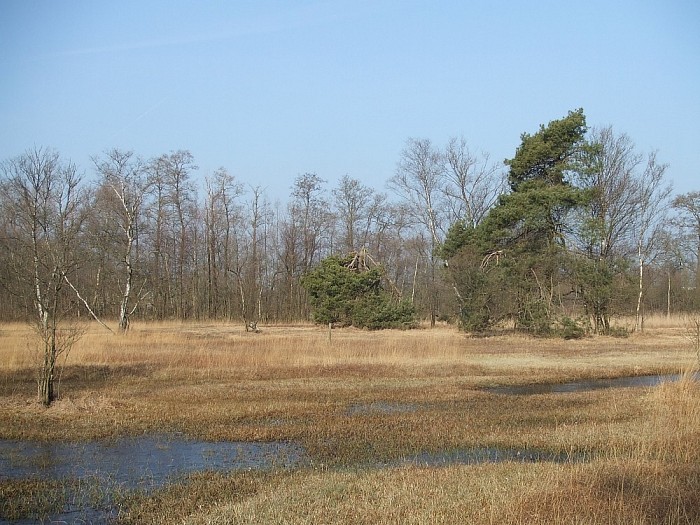 Een drassig natuurgebied bij Lemelerveld - Foto: Wim