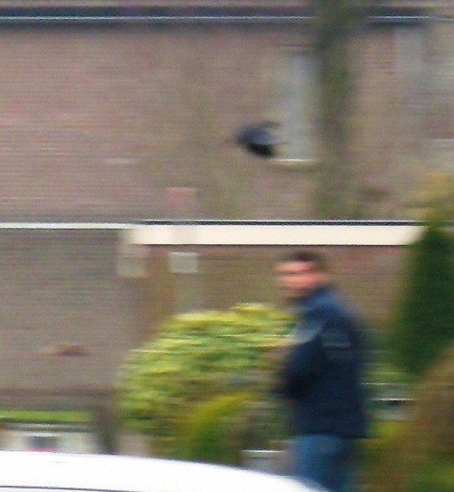 Aanvallende kraai Nieuwe uitleg - Foto: Eigen geleverde foto