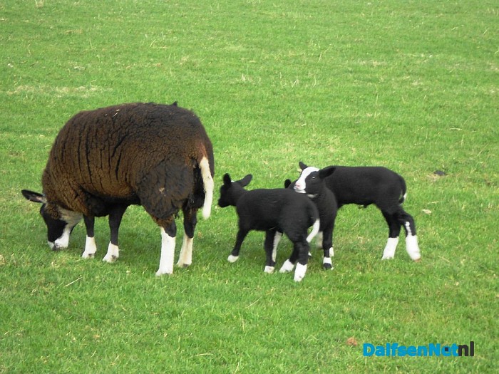 Lammertied