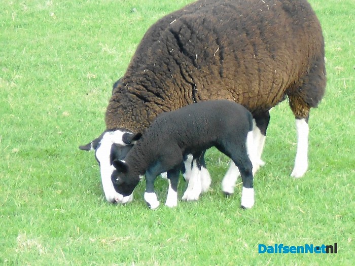 Lammertied
