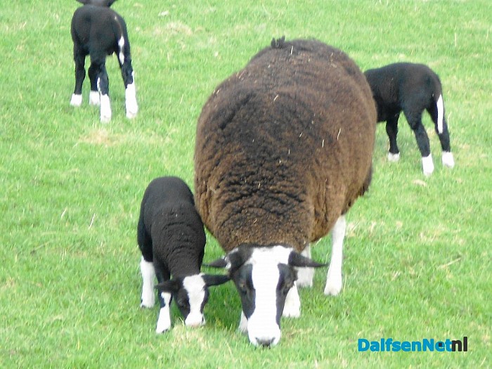 Lammertied