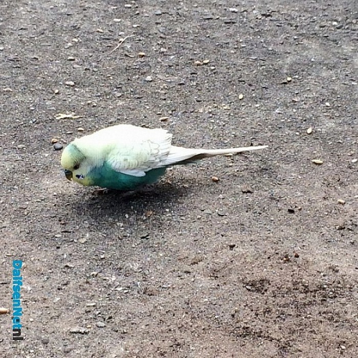 Parkiet aan komen vliegen update - Foto: Eigen geleverde foto