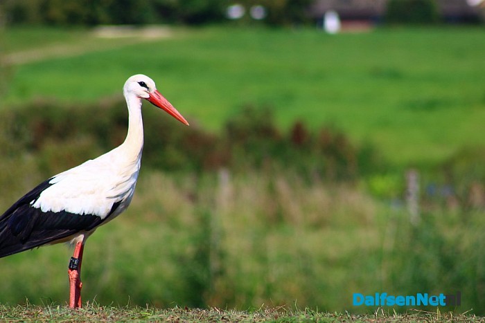 Vreemde vogel in Dalfsen