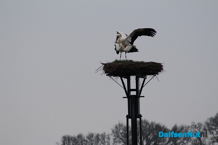 Vreemde vogel in Dalfsen