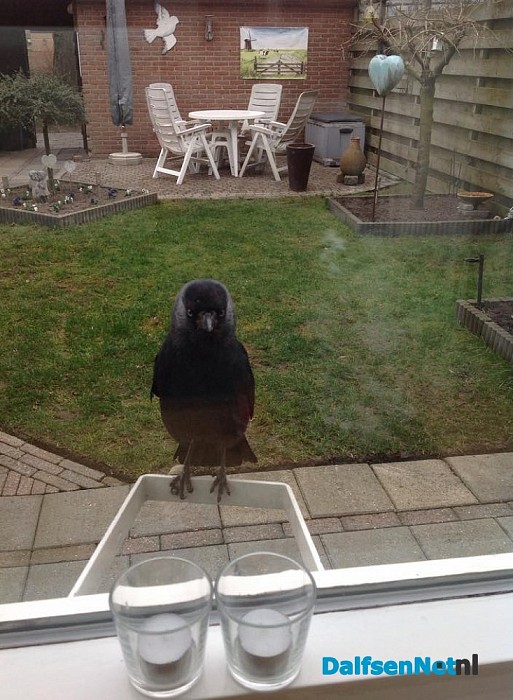 Wie mist een tamme kraai?