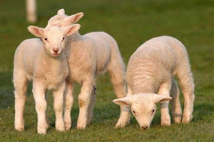 Lammetjes kiek’n - Foto: Eigen geleverde foto