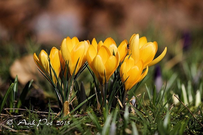 Foto van de maand Maart. - Foto: Ank Pot