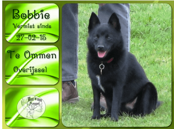 Hond vermist - Foto: Eigen geleverde foto