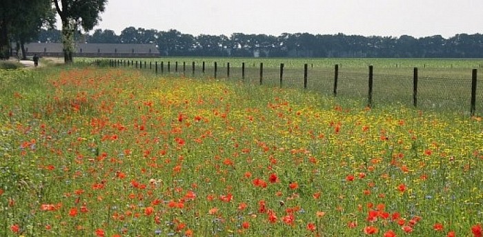 Mijn natuurakker! Ook voor jou! - Foto: Eigen geleverde foto