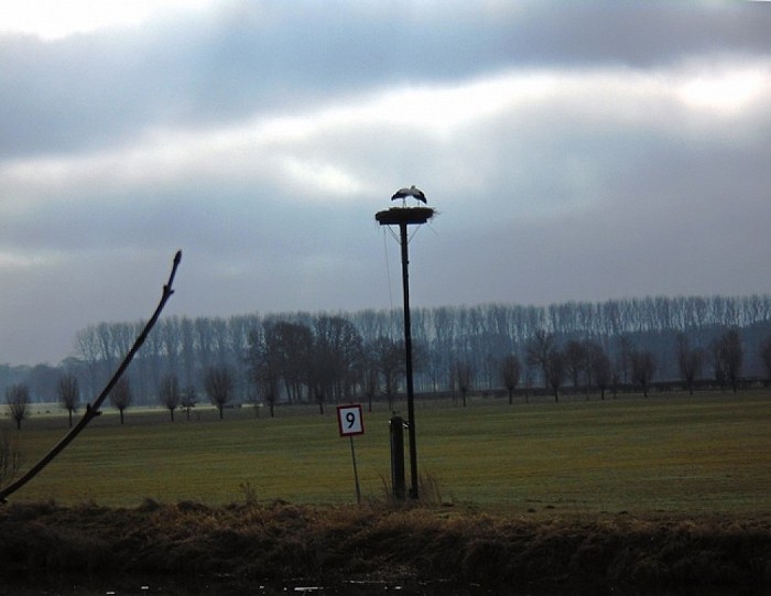 Liefkozende ooievaars - Foto: Lenze L